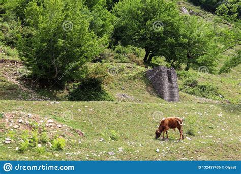 Herd Of Cows Grazing On Green Pasture In Caucasian Mountains Stock