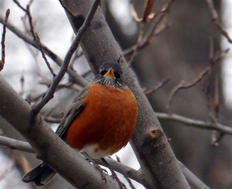 Life Birding Photos And Everything First Robins Of Spring