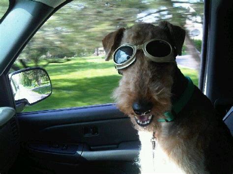 A Sweet Airedale Wearing Doggles 🐾👓🐾 Airedale Dogs Vintage Dog