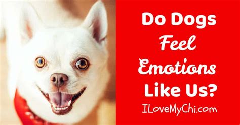 Do Dogs Feel Emotions