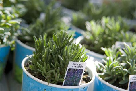 How To Grow Lavender Herb Gardening Guide
