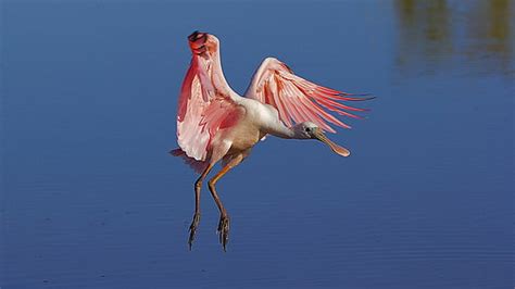 Hd Wallpaper Roseate Spoonbill Flying Spread Wings Lovely Pink
