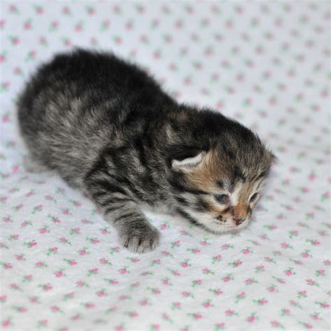 We did not find results for: Kittens & Cats For Sale