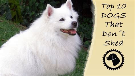 Top 10 Non Shedding Dogs Ohl