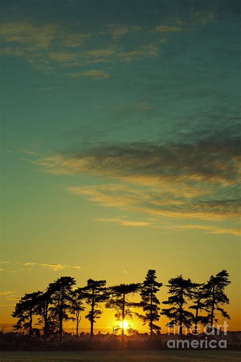 Sunset Pines Photograph By Paul Grand Fine Art America