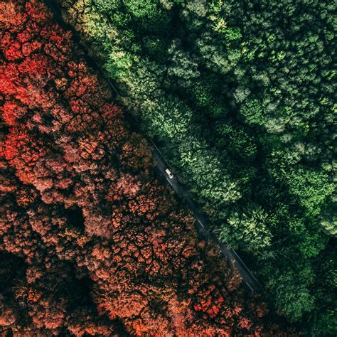 1224x1224 Fall Autumn Aerial View Forest Trees Wallpaper Aerial