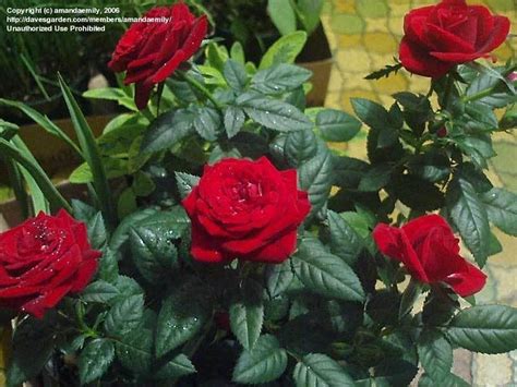 Plantfiles Pictures Miniature Rose Amore Kordana Rosa
