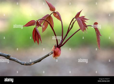 Red Leaves Of Buckeye Tree In Springtime Stock Photo Alamy