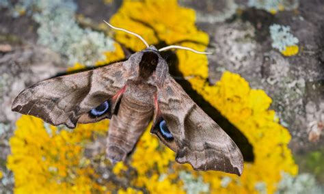 Eyed Hawk Moth Butterfly Conservation