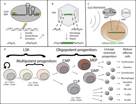 Frontiers Answered And Unanswered Questions In Early Stage Viral