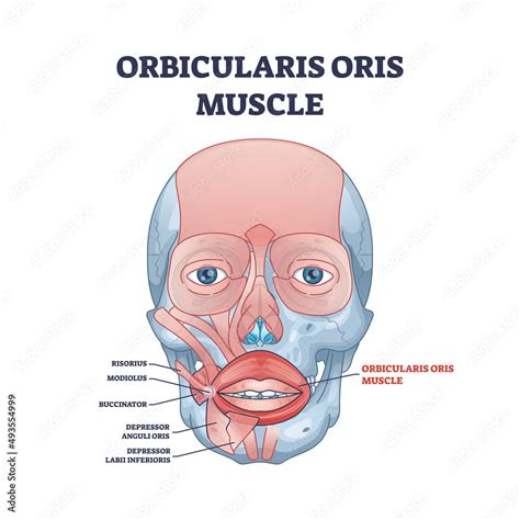 Orbicularis Oris Muscle Complex As Lips And Mouth Muscular System