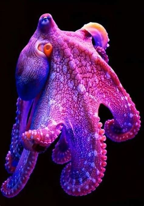 Purple Octopus Ocean Creatures Beautiful Sea Creatures Marine Animals