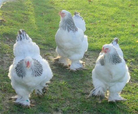 25 Bästa Light Brahma Chicken Idéerna På Pinterest Holländsk Vithätta Sussex Och Hönsraser