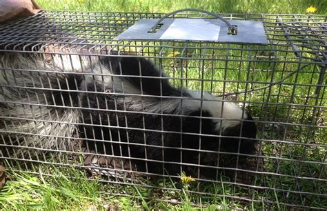 Garden ants rarely cause damage to plants. Interesting Facts About Skunks » Pestcontrolajax.ca