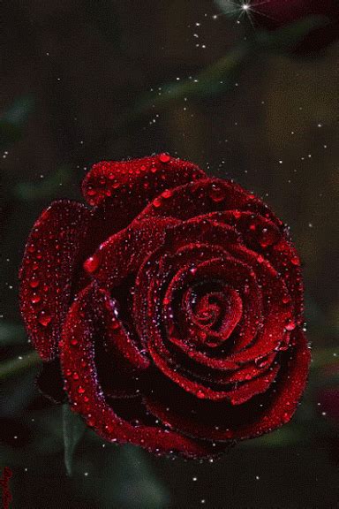Decent Image Scraps: Rose Animation