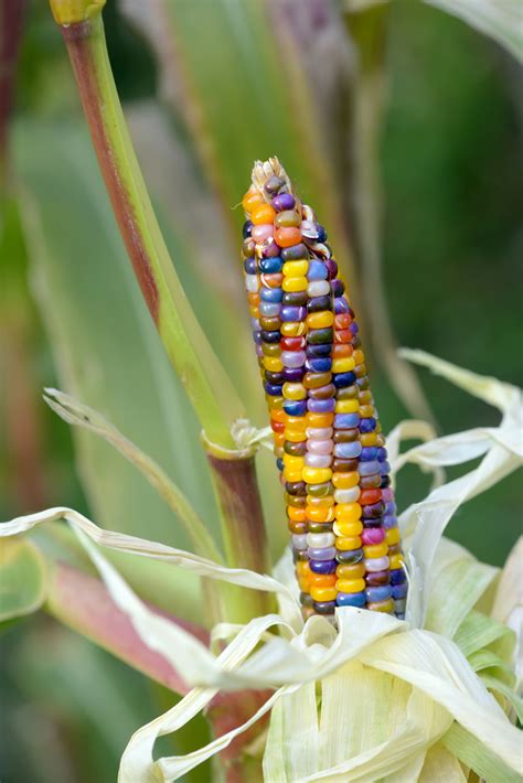 How To Grow And Use Glass Gem Corn The Most Beautiful Corn In The World