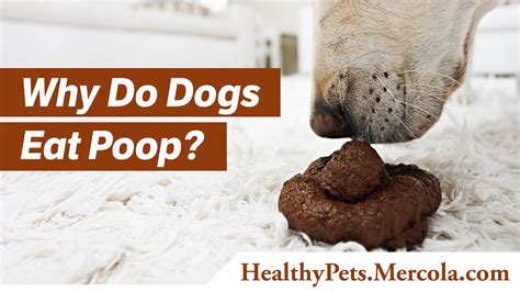 Why Do Dogs Eat Poop Dr Joseph Mercola