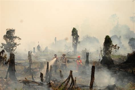 Kebakaran hutan dan lahan di provinsi riau paling banyak terjadi di lahan gambut. Kebakaran Hutan & Lahan Di Provinsi Riau Telah Tembus Pada ...