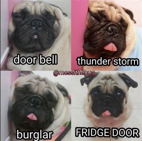 Funny Pug Dog Meme Lol From Messithepug Funny Puppy Pictures Cute