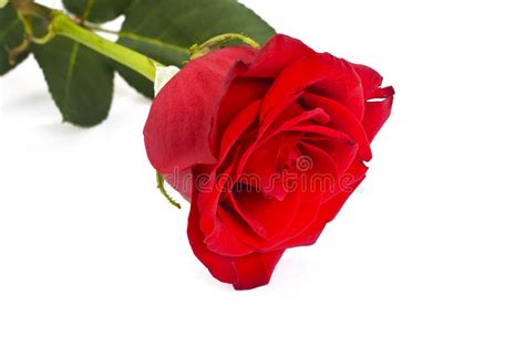 Beautiful Red Roses Flower Isolated On White Stock Photo Image Of