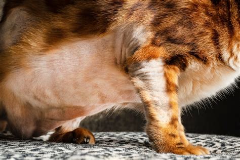Why Your Cat Grooms So Much • Mspca Angell