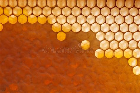 Fresh Organic Honey In Wax Comb Macro Photo Of Organic Product Flat