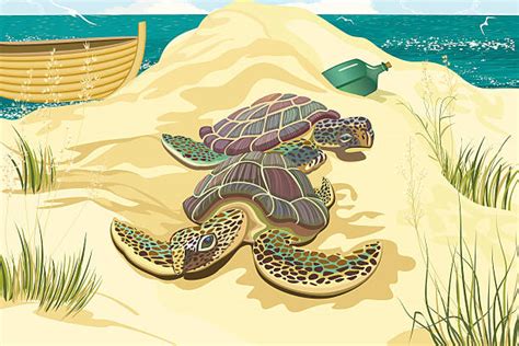 Loggerhead Sea Turtle Illustrations Royalty Free Vector Graphics