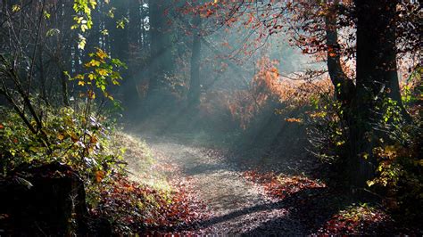 sunlit pathway | Download Sunlit Forest Path wallpaper ...