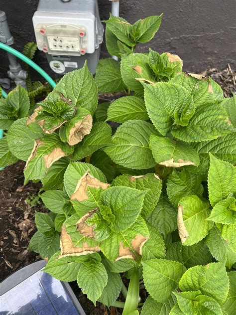 Hydrangea Leaves Curling And Turning Brown Reasonsfixes