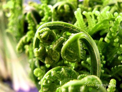 sayur pucuk paku | Flickr - Photo Sharing!