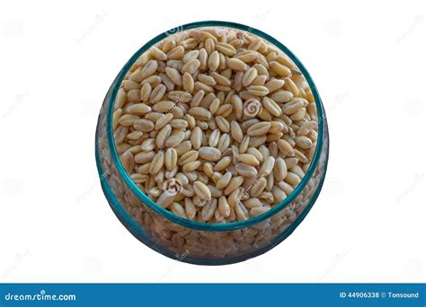 Germinated Brown Rice Or Gaba Rice Medicinal Properties Stock Photo