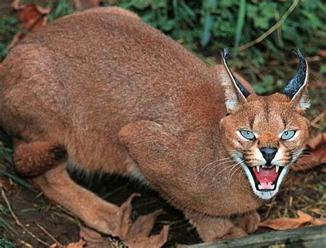 Blue Eyes And Mad Caracal Cat Wild Cats Feline