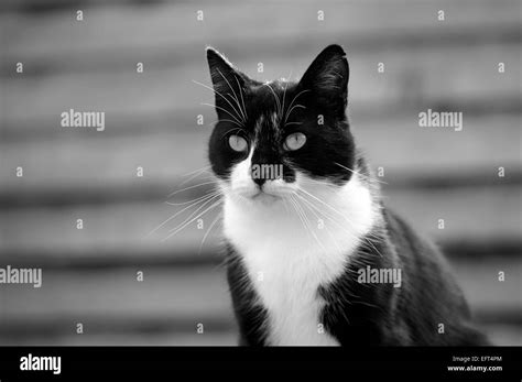 Piebald Cat Hi Res Stock Photography And Images Alamy