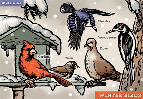 Winter Birds Illustration