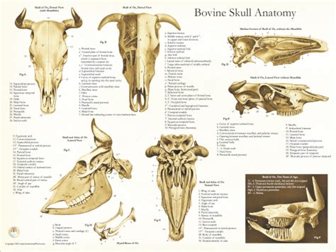 Skull Anatomy Of The Cow Poster