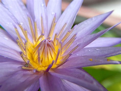 Beautiful Violet Or Purple Lotus Flower With Water Droplets On The