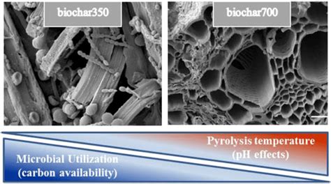 Microbial Colonization And Its Utilization Of Biochar350 And