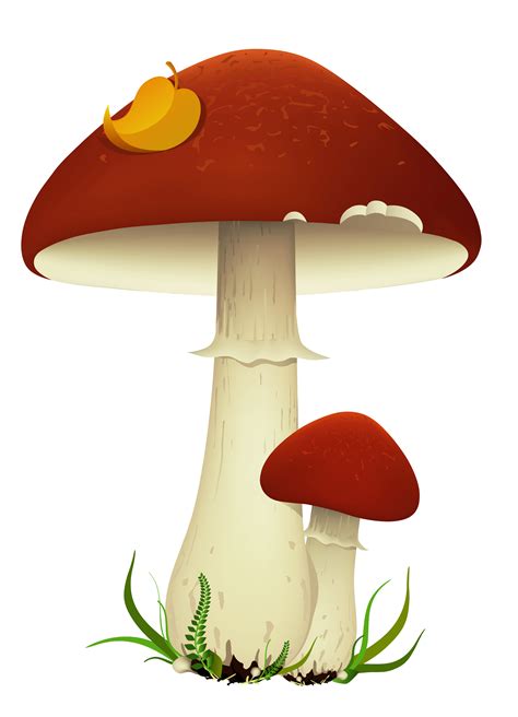 Fall Mushrooms Transparent PNG Picture | Грибы, Искусство изображения png image