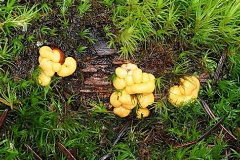 Endogone pisiformis | Stuffed mushrooms, Fungi, Algae