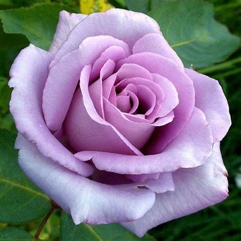 Rose Blue Moon Hybrid Tea Rose Bush And Shrub Roses Roses