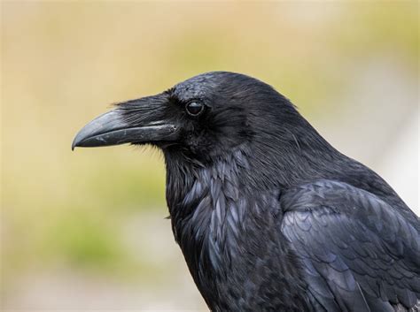 See more ideas about crows ravens, black bird, pet birds. i-common-raven - BirdWatching