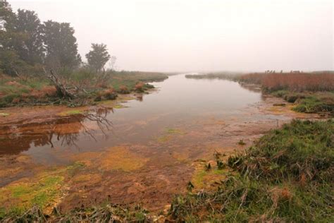 Misty Assateague Island Marsh Hdr Nohat Free For Designer