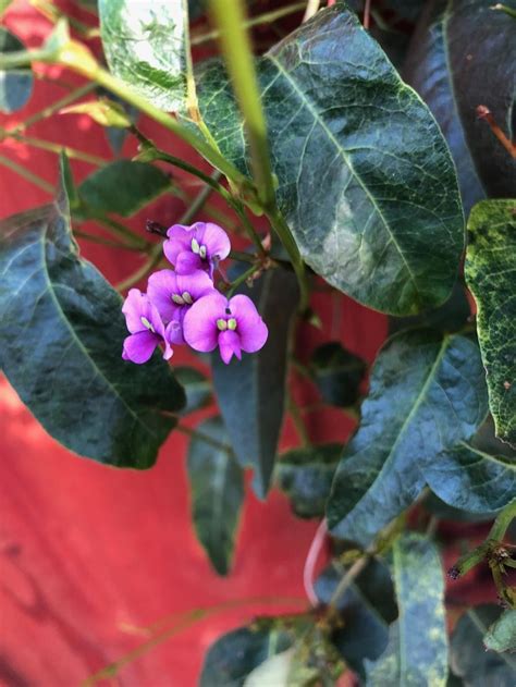 Vine Type Plant With Purple Flowers - vine type plant with purple flowers