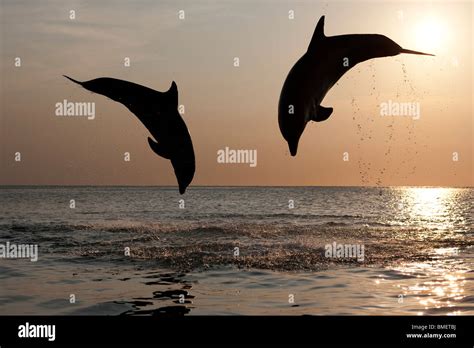 Bottlenose Dolphins At Sunset Honduras Stock Photo Alamy