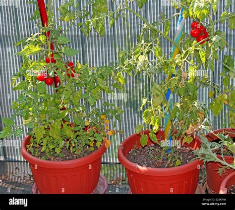 Two Tomato Plants Grown In Pots On The Terrace Of The House In The City