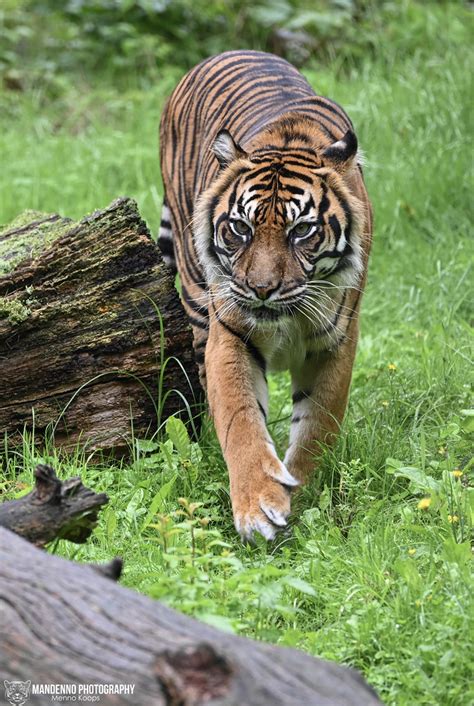 Sumatran Tiger Burgers Zoo Mandenno Photography Flickr