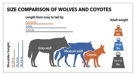Size Comparison Of Wolves And Coyotes