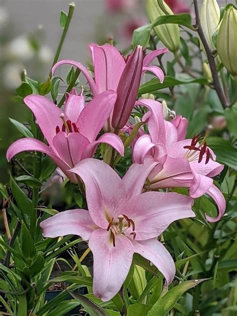 Lily Lilium Master In The Lilies Database