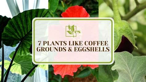 What Plants Like Coffee Grounds And Eggshells 7 Varieties Evergreen