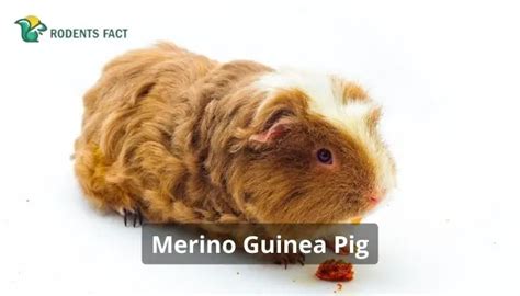 Merino Guinea Pig Facts History Diet And More Rodentsfact